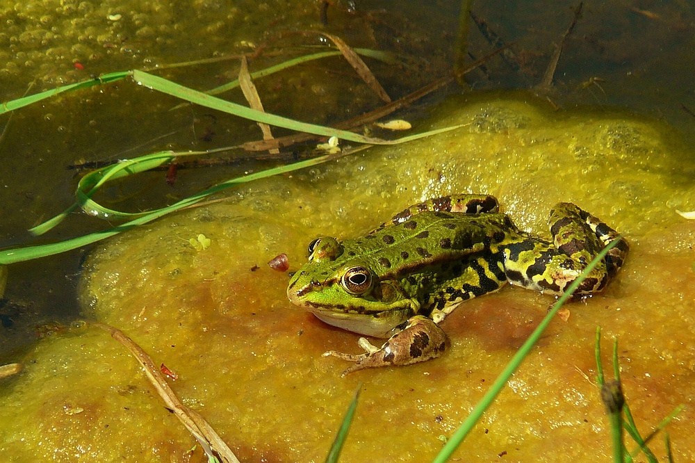 Green Frog (3)