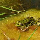 Green Frog (3)