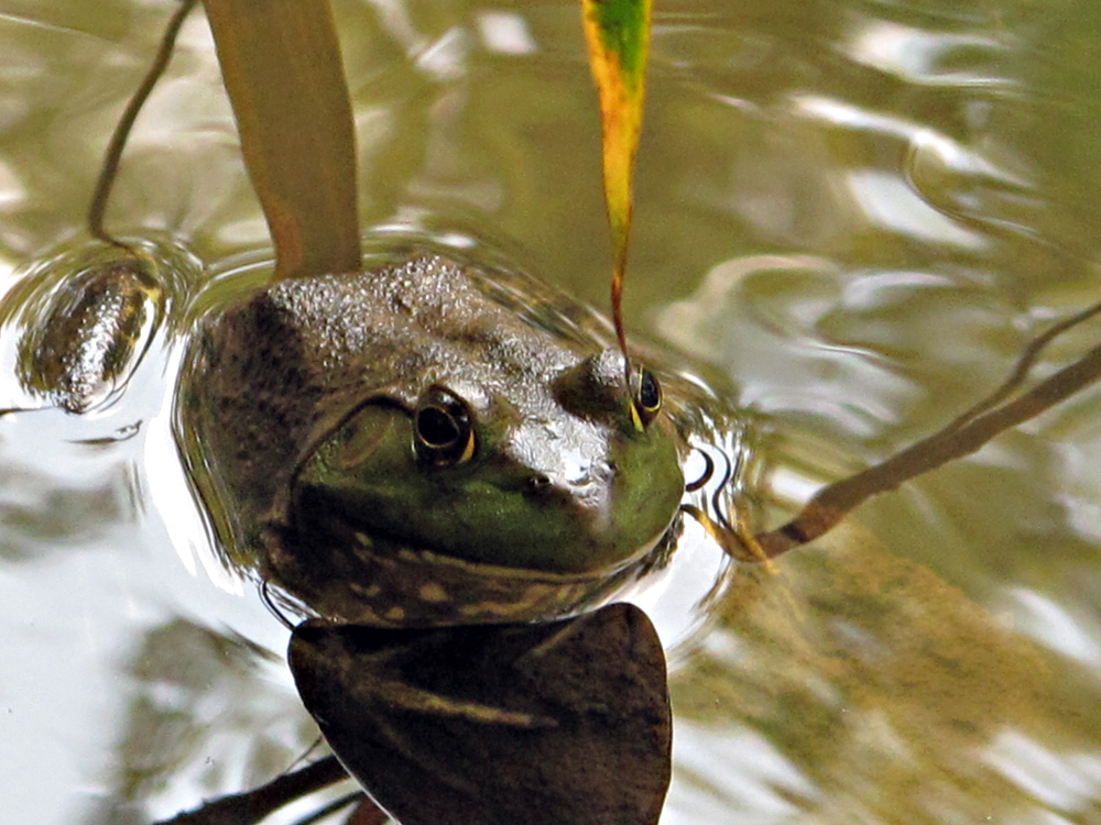 Green Frog