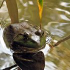 Green Frog