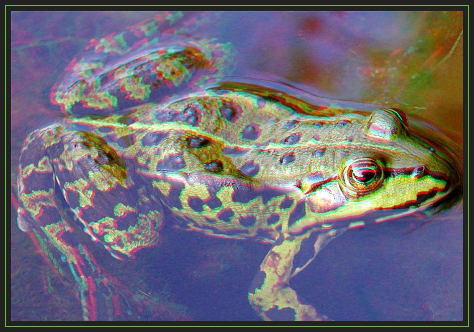 green frog [3D anaglyphs]