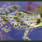 green frog [3D anaglyphs]