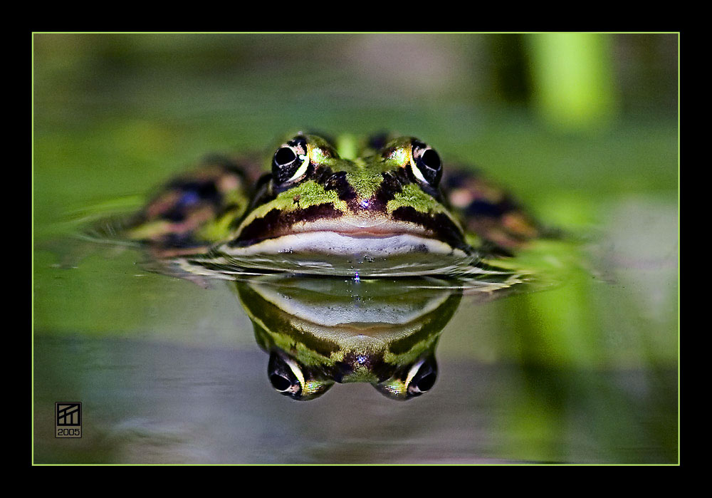 Green frog