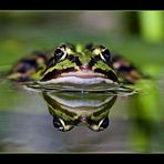 Green frog