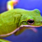 Green Frog