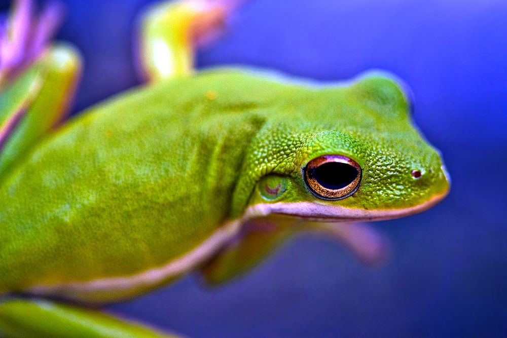 Green Frog by David Galdino 