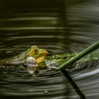 Green frog