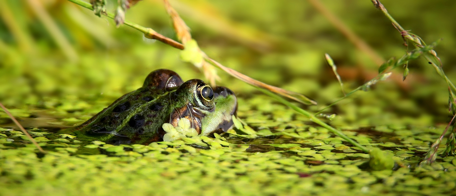 Green Frog