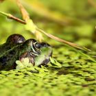 Green Frog