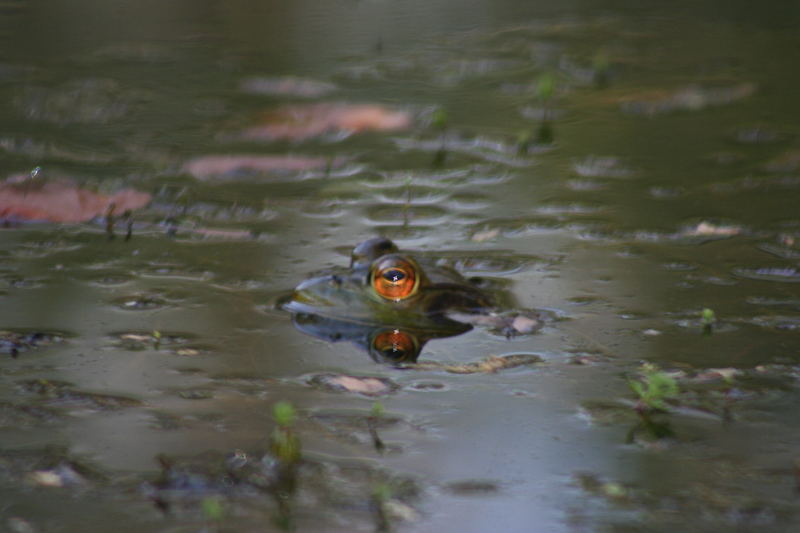 Green Frog