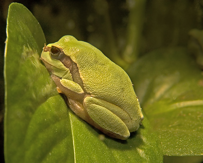 Green Frog