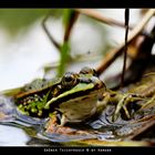 Green Frog