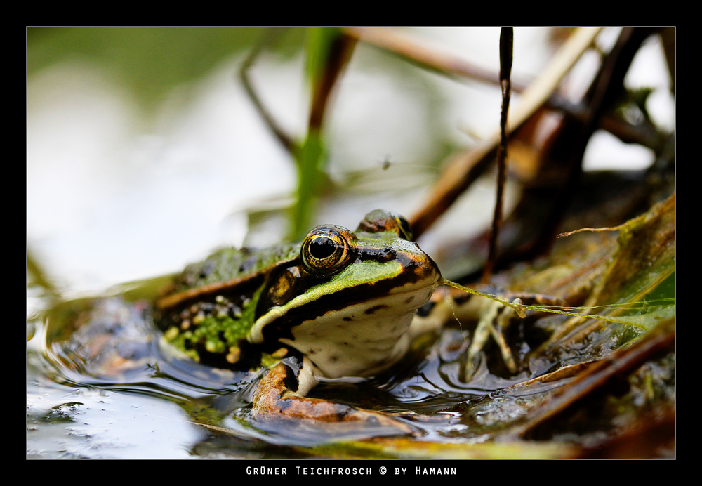 Green Frog