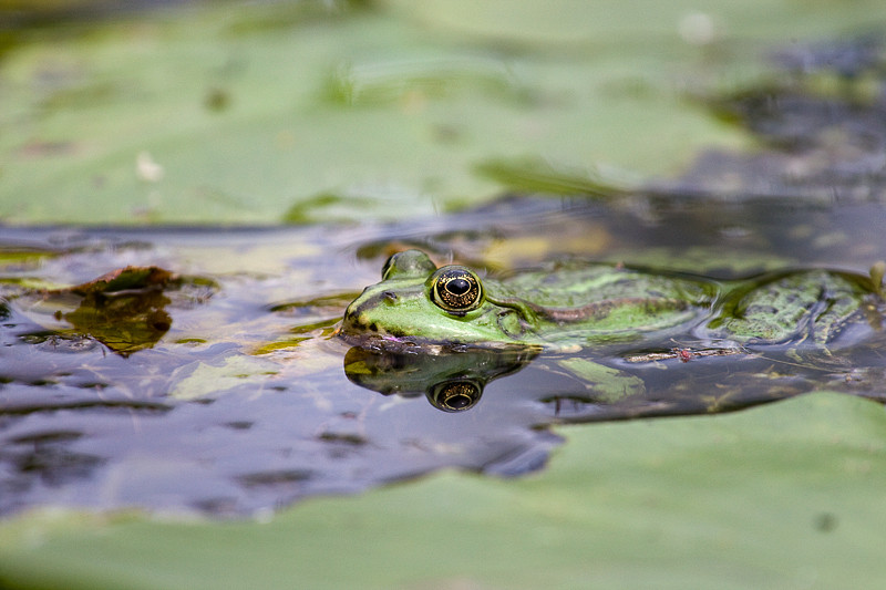 Green frog