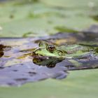 Green frog