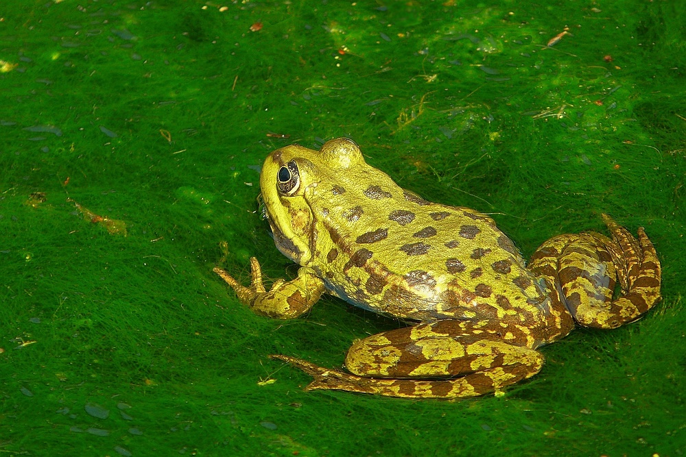 Green Frog