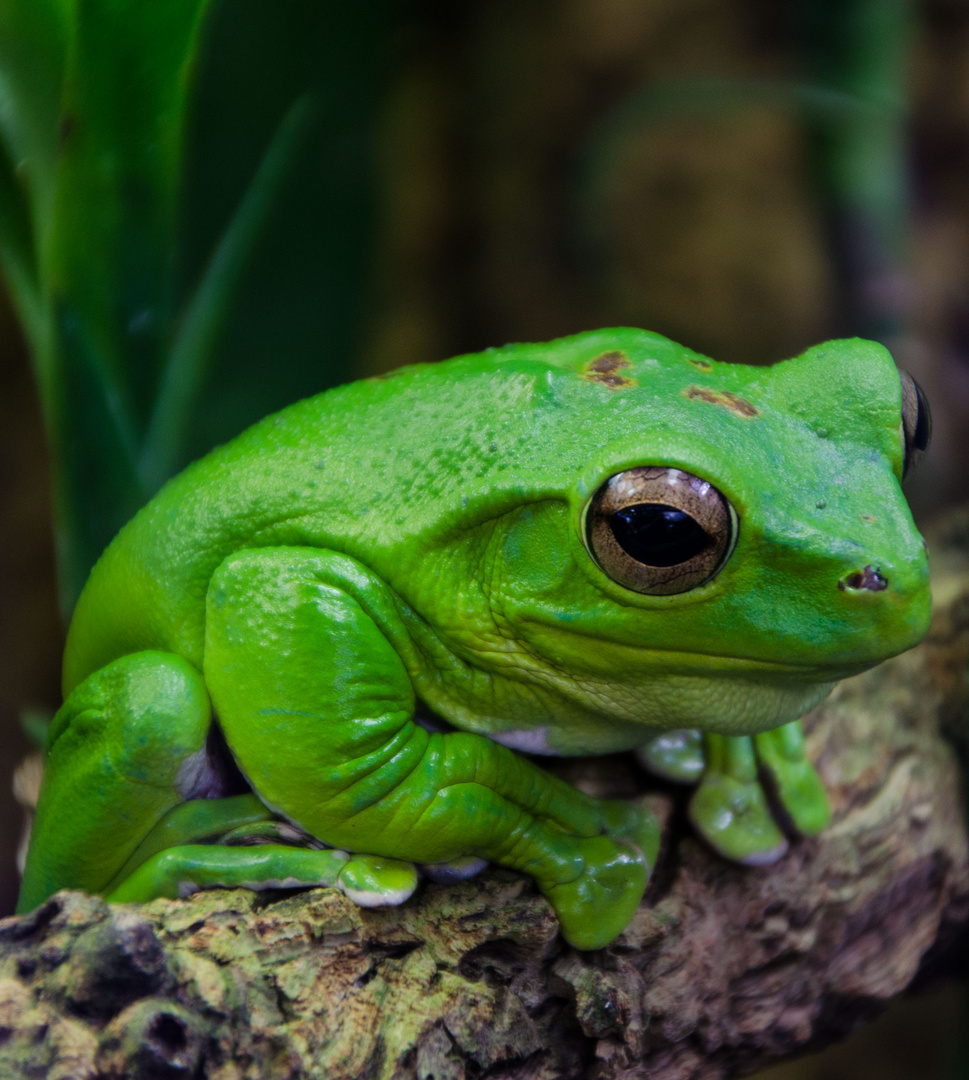 Green Frog