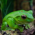 Green Frog