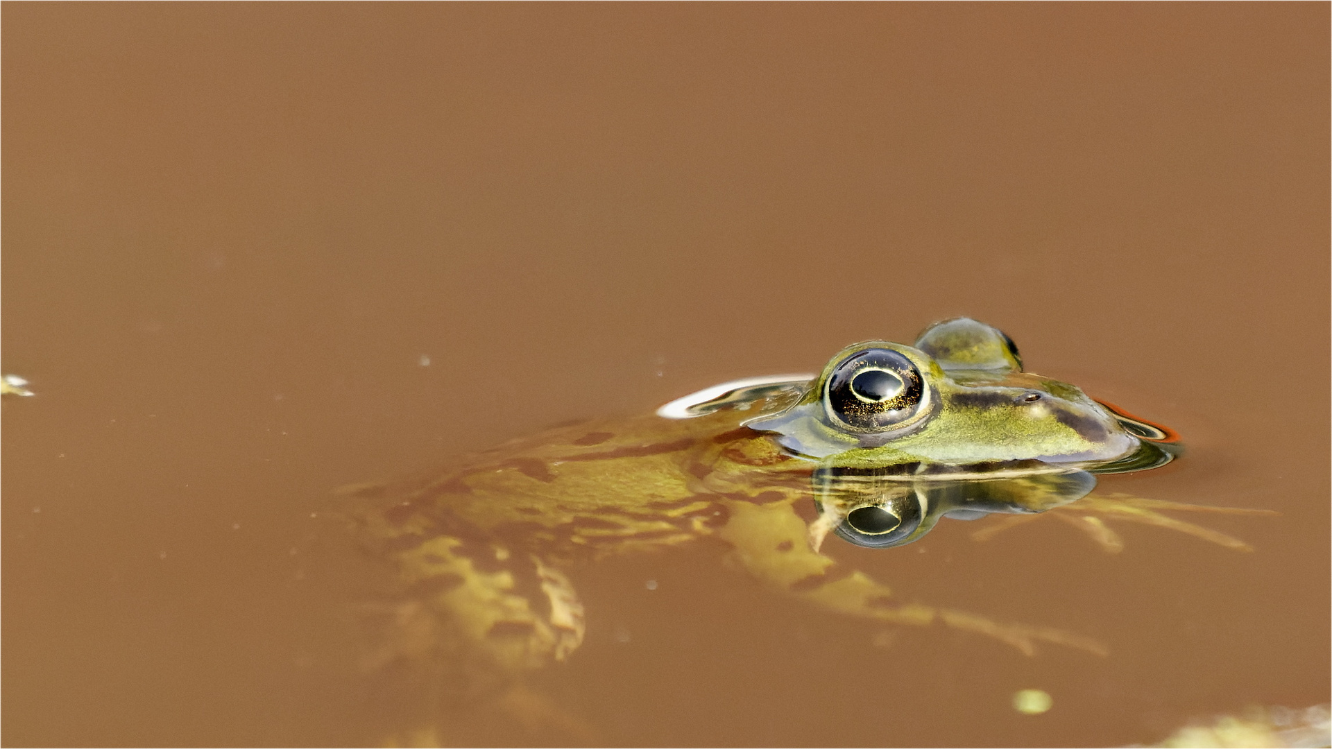 ...  green frog in tomato soup