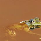 ...  green frog in tomato soup