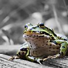 Green Frog - Teichfrosch