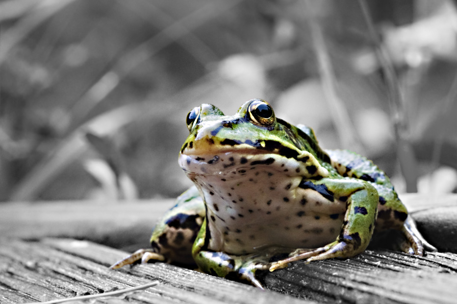 Green Frog - Teichfrosch