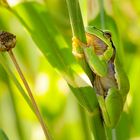 green frogger