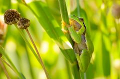 green frogger