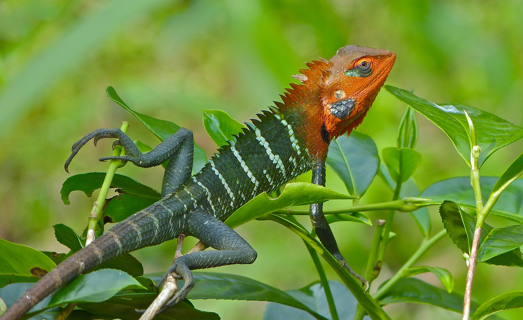 Green Garden Lizard-Männchen im Hochzeitskleid