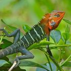 Green Garden Lizard-Männchen im Hochzeitskleid