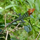 Green Garden Lizard-Männchen im Hochzeitskleid