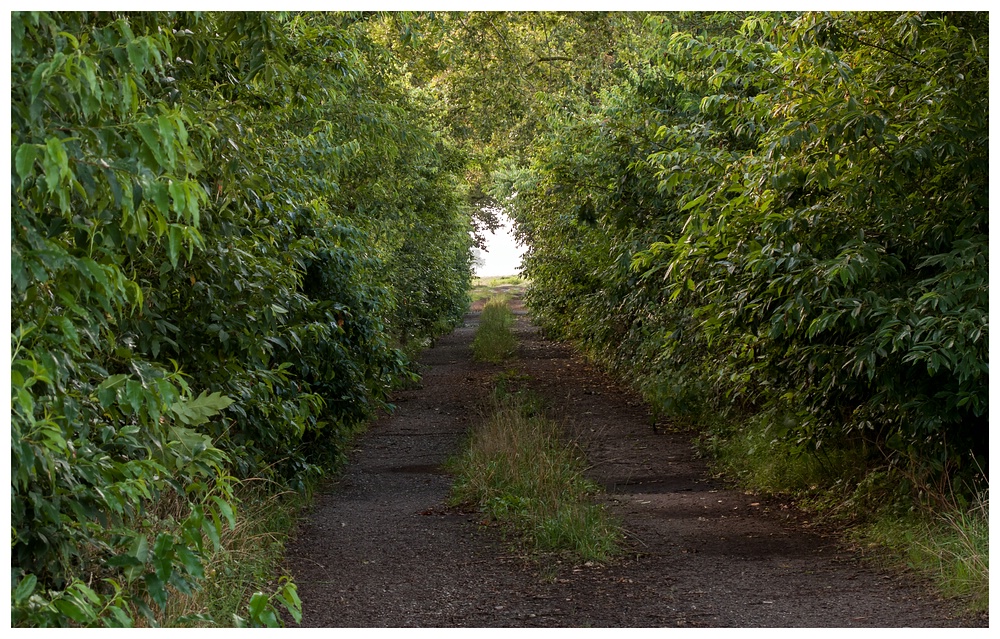 Green Gate