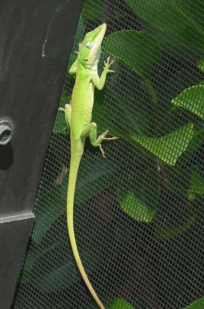 green gecko