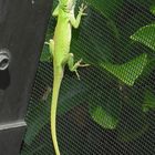 green gecko