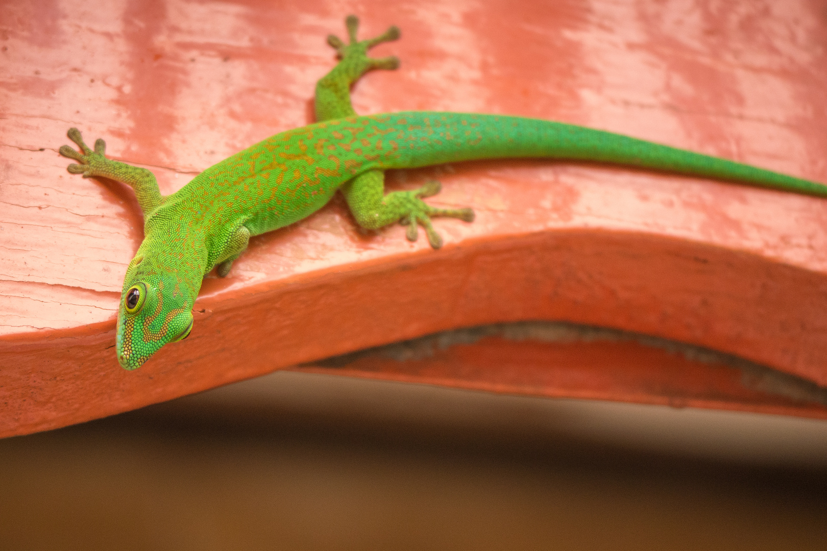 Green Gecko