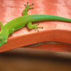 Green Gecko