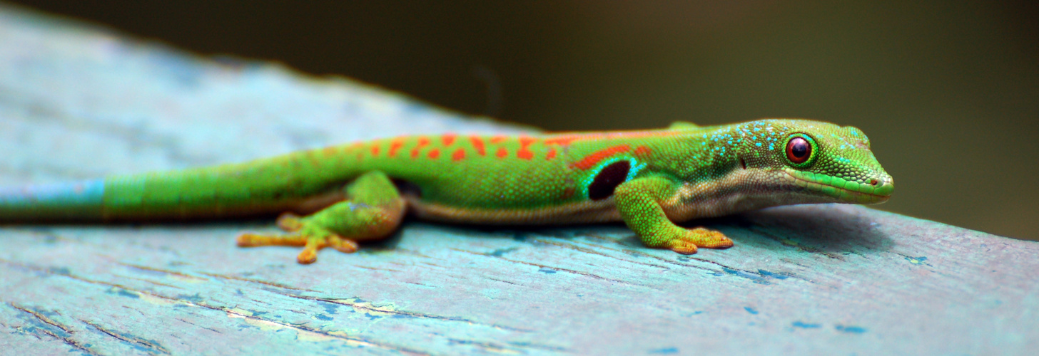 Green Gecko