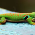 Green Gecko