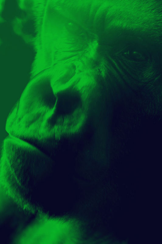 green gorilla