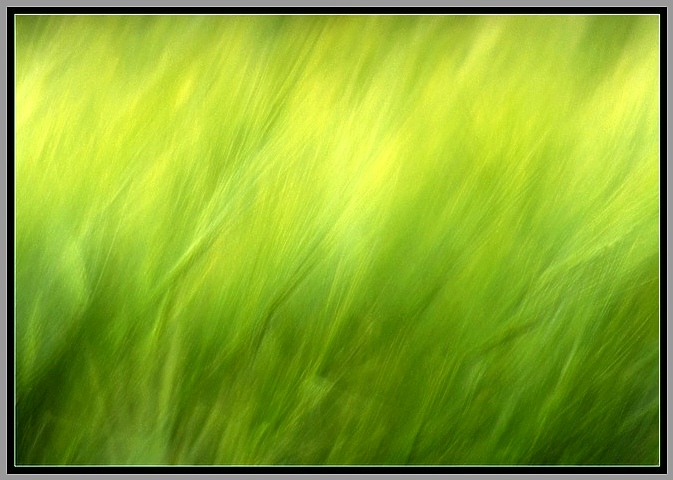 green grain reloaded