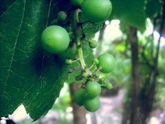 Green grapes