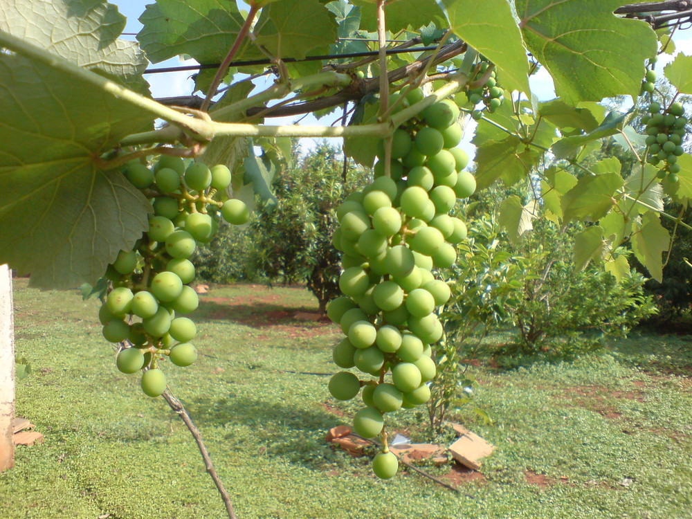 Green Grapes (Uvas Verdes)