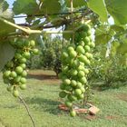 Green Grapes (Uvas Verdes)
