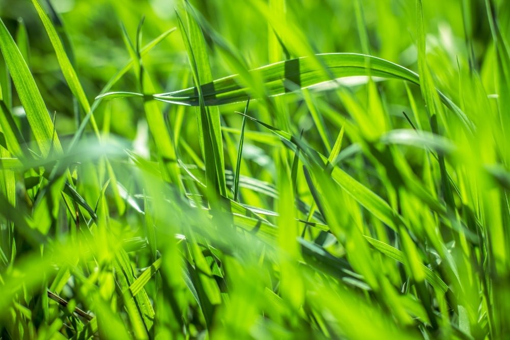 Green Gras