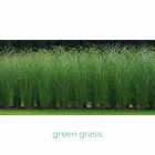 Green Grass