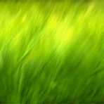 green grass