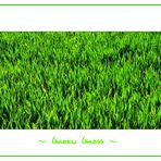 ~ Green Grass ~