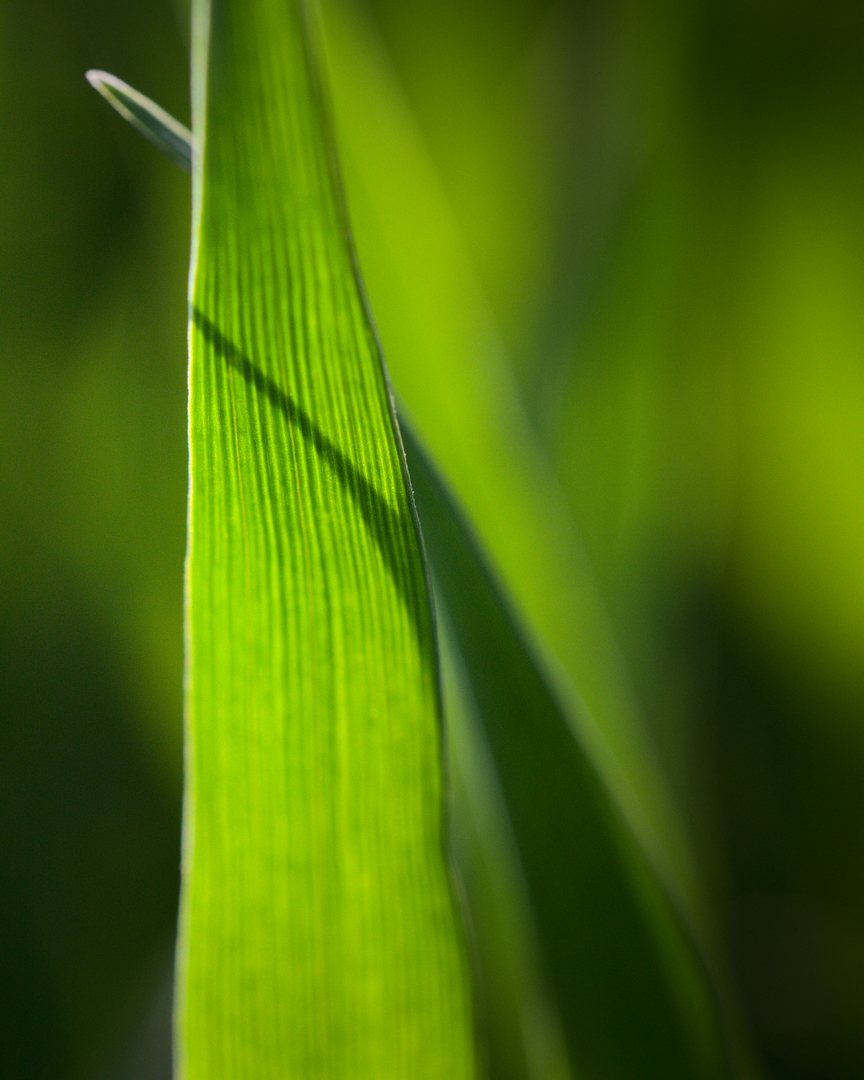 Green Grass