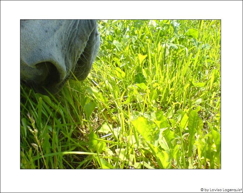 Green grass and White horse