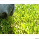 Green grass and White horse